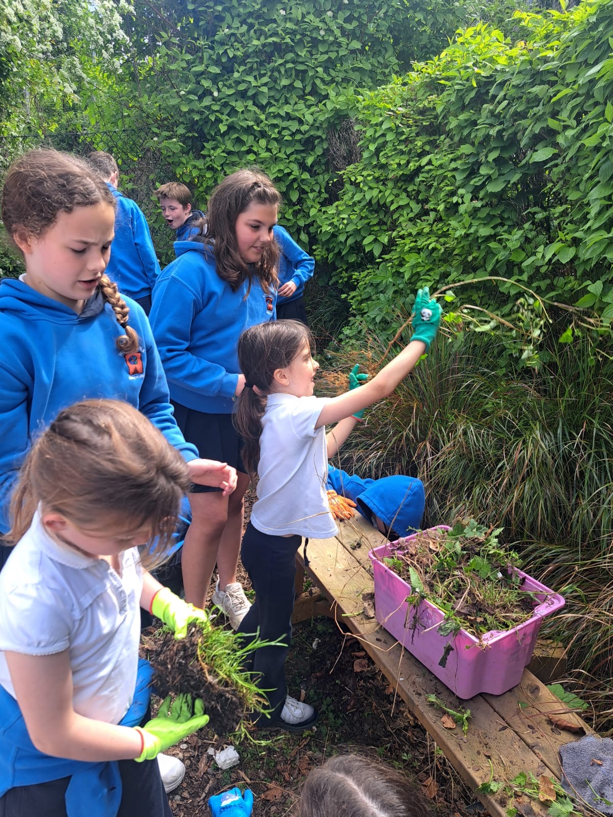 Gardening Fun in the Sunshine for 5th Class Larch & Senior Infants Birch